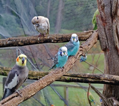 Budgies sitting in a tree