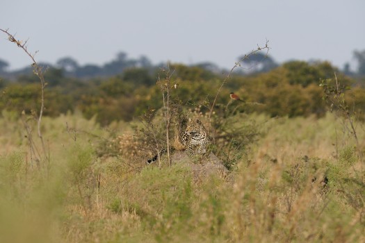Leopard On a Termite Mound