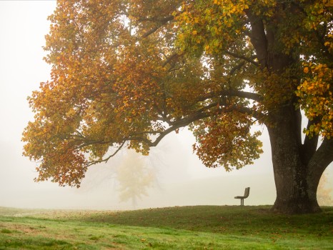 Autumn Tree Leaves Bench Seat Mist Fog