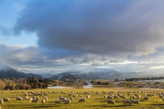 Golden hour grazing sheep