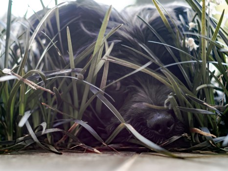 Cute Pet Dog Face Grass
