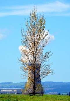 Ohaaki tree and Geothermal Power 