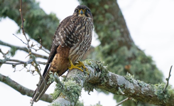 Karearea - Native Falcon
