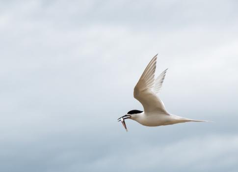 White fronted tern with fish