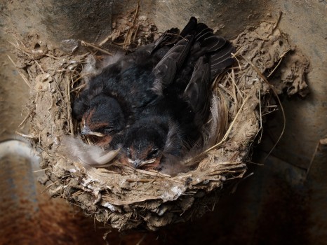 Baby Swallows in Nest