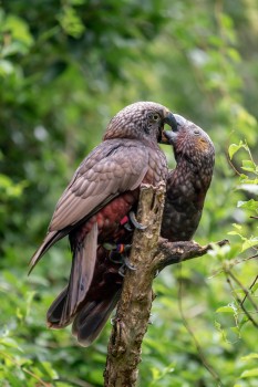 Kākā fledgling fed by parent