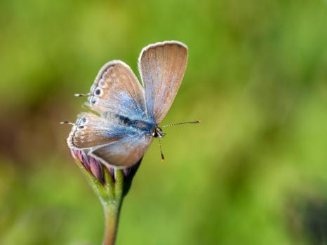 Long Tailed Blue Butterfly