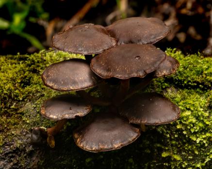 Black mushrooms