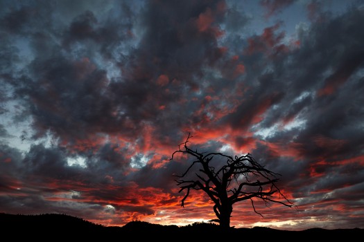 Silhouette of black tree in sunset