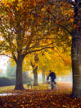 Autumn Cyclist Tress Leaves