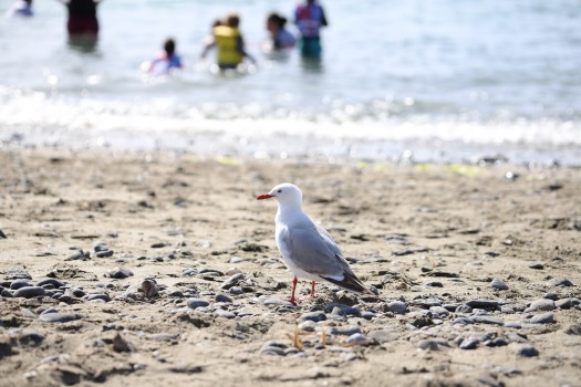 Seagull on a rocky terrain beach