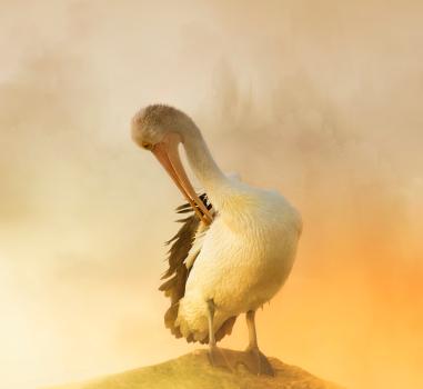 A wonderful bird is a pelican...