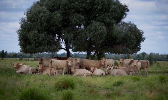 Charolaise cattle