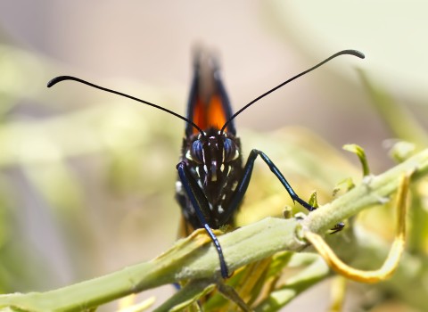 Monarch butterfly macro 