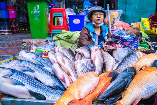 Female fish vendor, India