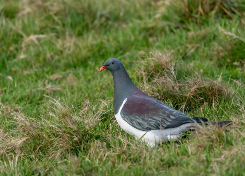 Parea - Chatham Island pigeon