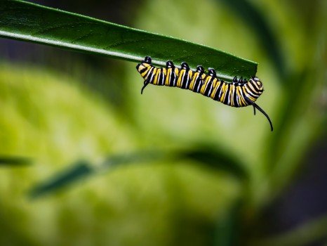 Monarch Larvae Caterpillar Eating Leaf