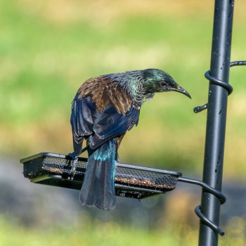 Tui on a seed tray
