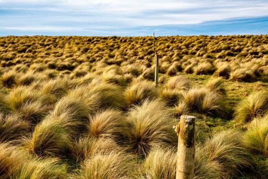 Slope Point tussock grass
