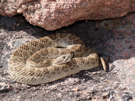 Colorado Rattlesnake