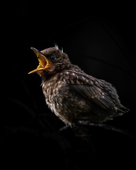 A hungry juvenile blackbird chick