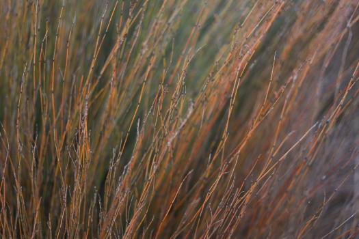 Red and yellow coloured needle grass
