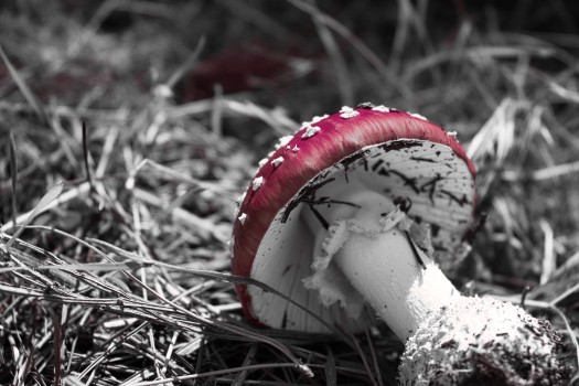 Mushroom Tales 