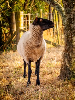 Friendly Pet Sheep