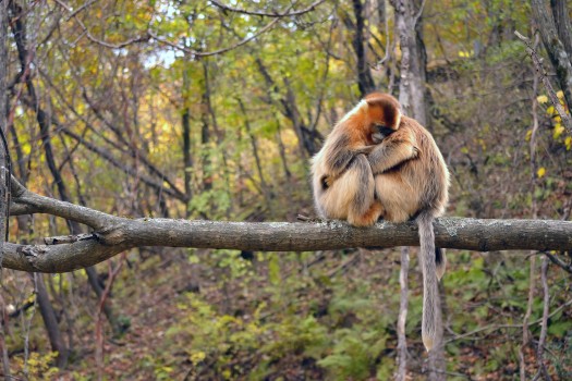 Cuddling Golden Snub-nosed Monkeys