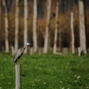 Heron on the fence post