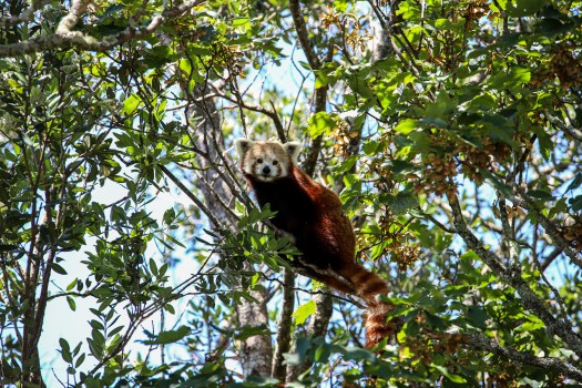 Red panda sitting in a tree