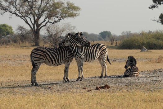 Zebra family support group 