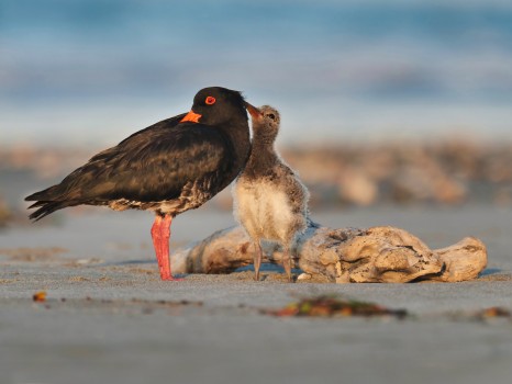 Variable Oystercatcher and chick