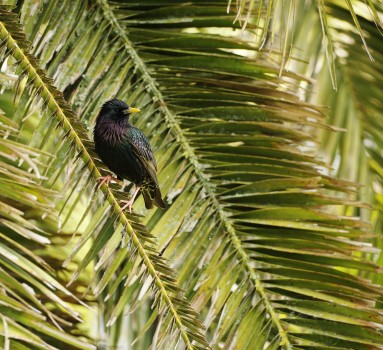 Starling in the palm tree