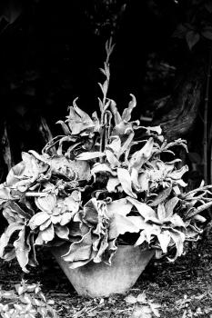 Dried flowers in black and white