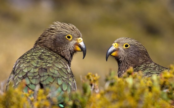 Pair of kea, Mt Aspiring National Park, Otago