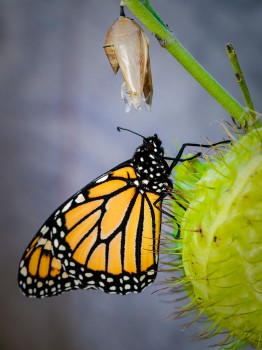 Newly Hatched Monarch Butterfly