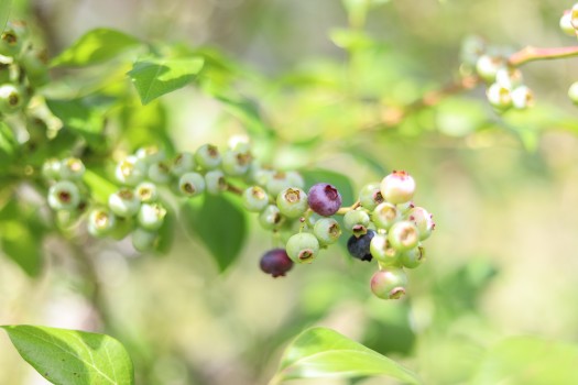 Cluster of blueberries