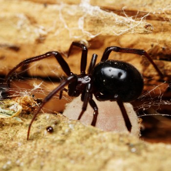 Black cobweb spider