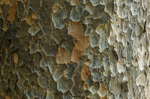 Matai tree bark, Marlborough