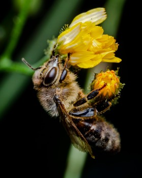 Worker Honey Bee Collecting