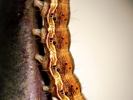 Cotton Bollworm Helicoverpa Caterpillar