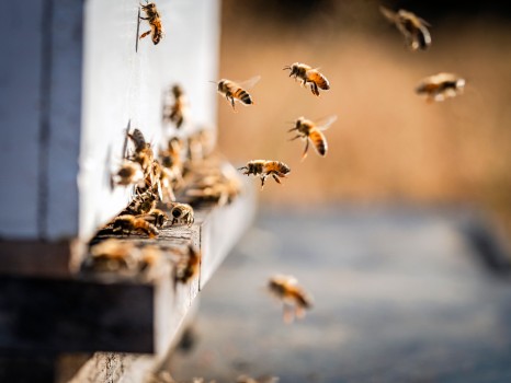 Bees Flight Entering Beehive