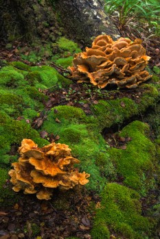 Fungi,  Remutaka Forest Park