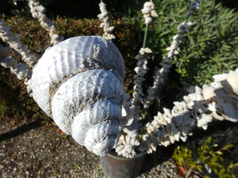 Shell garden craft