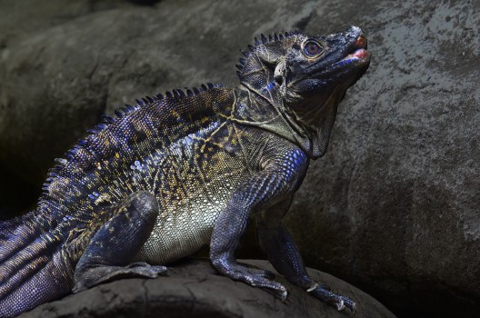 Lizard, Sydney Zoo