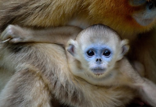Baby Golden Snub-nosed Monkey