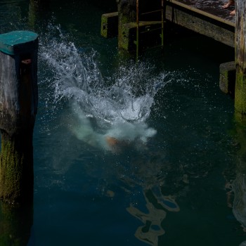 Dive splash off the wharf