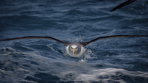 Salvin’s Albatross 
