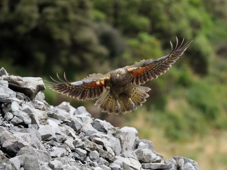 Kea Coming in to Land